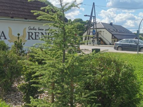 Taurenes Kultūras nams un pietura