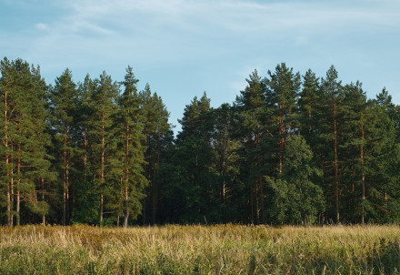 Par medību tiesību nomas līgumiem Inešu pagastā
