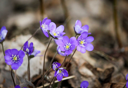 Nedēļas nogales pasākumi Cēsu novadā 10.04. – 12.04.