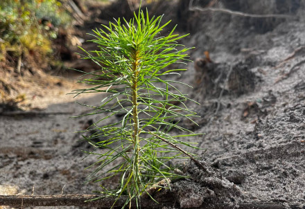 Cēsu novada pašvaldības apsaimniekotajos mežos sākusies rudens stādīšanas sezona